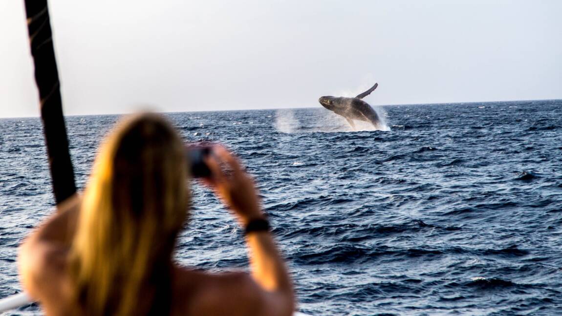 Comment observer les baleines de manière responsable ?