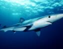 Un requin bleu de deux mètres a été aperçu près d’une plage du Var