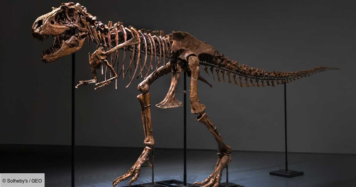 Gorgosaurus skeleton auctioned for .1 million in New York