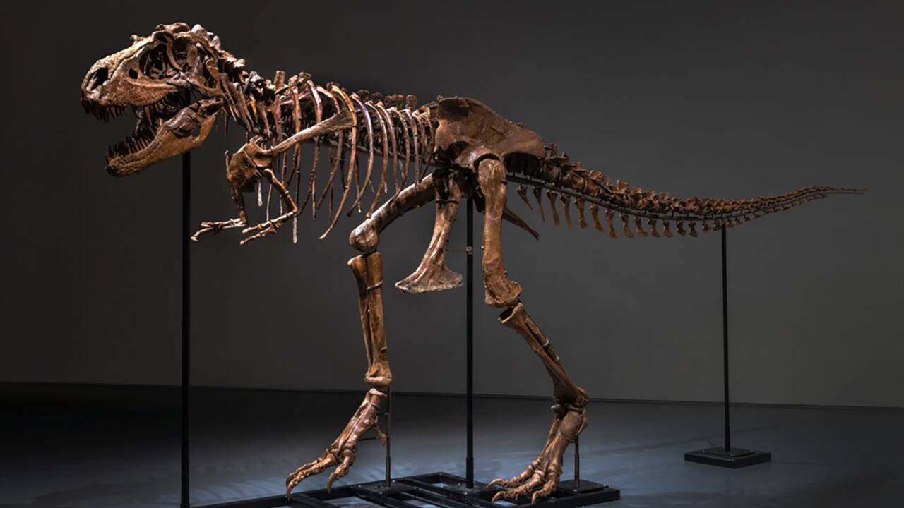 Un squelette de Gorgosaurus vendu aux enchères 6,1 millions de dollars à New York