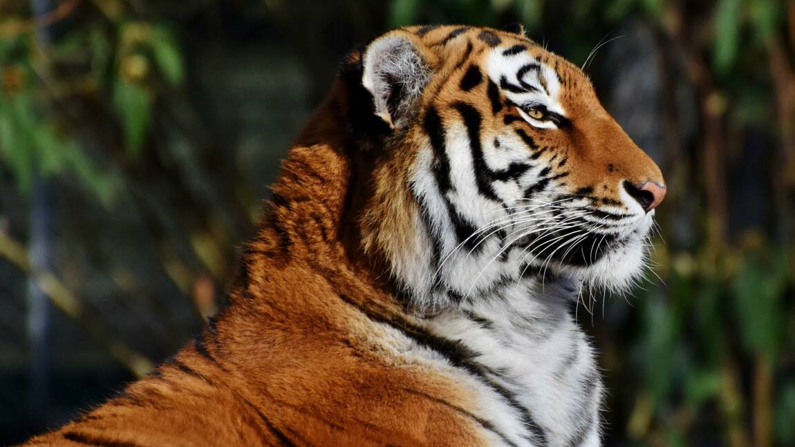Népal : La population des tigres sauvages a presque triplé en 12 ans