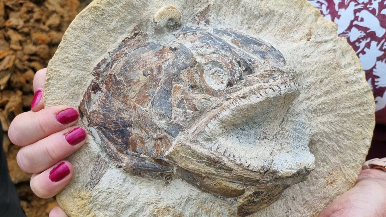 Un fossile de poisson de 183 millions d'années découvert incroyablement préservé dans une ferme anglaise