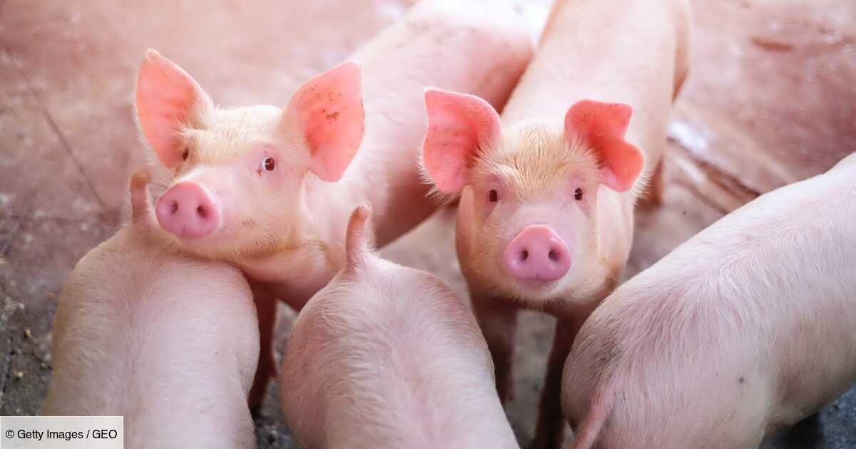 Connaissez-vous la différence entre un porc et un cochon ?