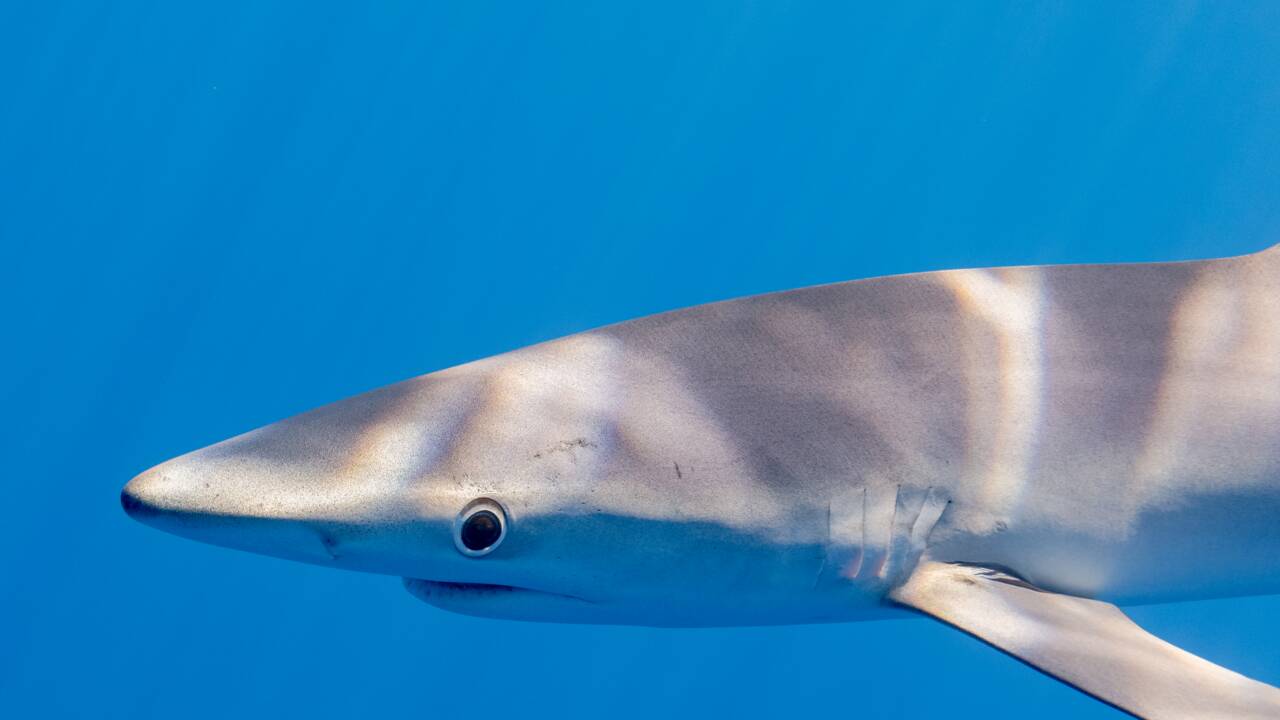 Var : le requin bleu des plages d’Hyères a été retrouvé mort