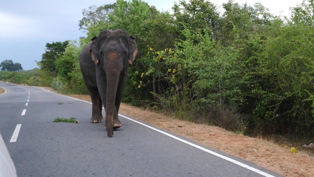 Sri Lanka : des bombes utilisées contre les éléphants par les agriculteurs pour préserver leurs champs