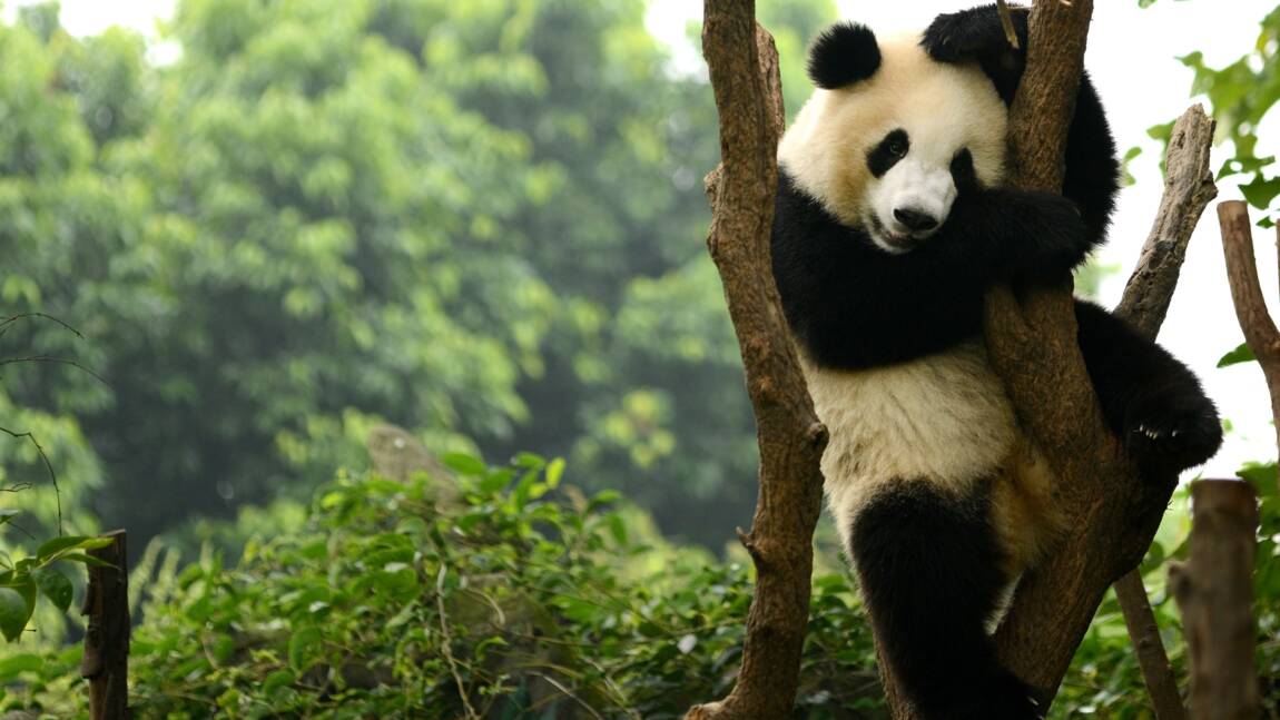 À quoi ressemblait le dernier panda vivant en Europe, aujourd'hui éteint ?