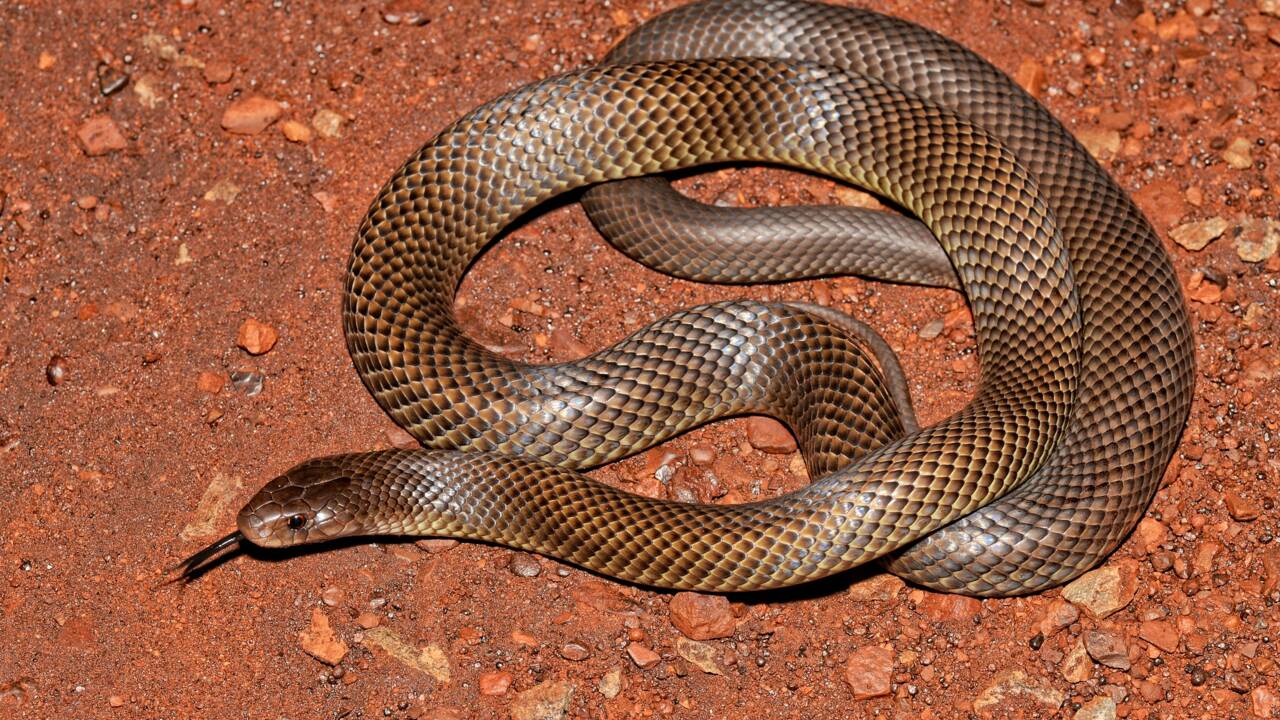 Ce serpent de la Mulga pourrait être le plus grand serpent venimeux d'Australie !