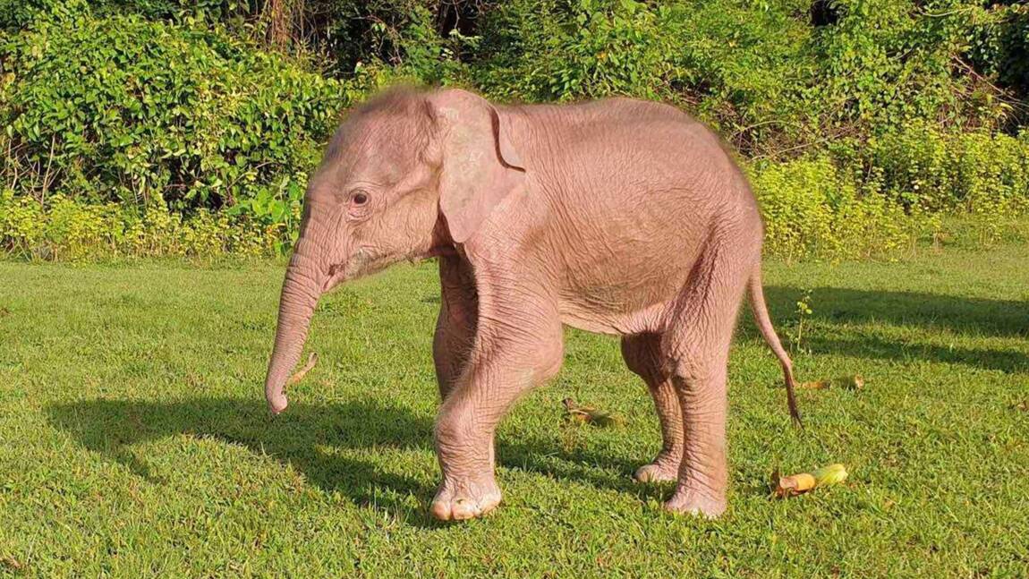 Birmanie : naissance très rare d'un éléphant blanc, symbole de bonne fortune