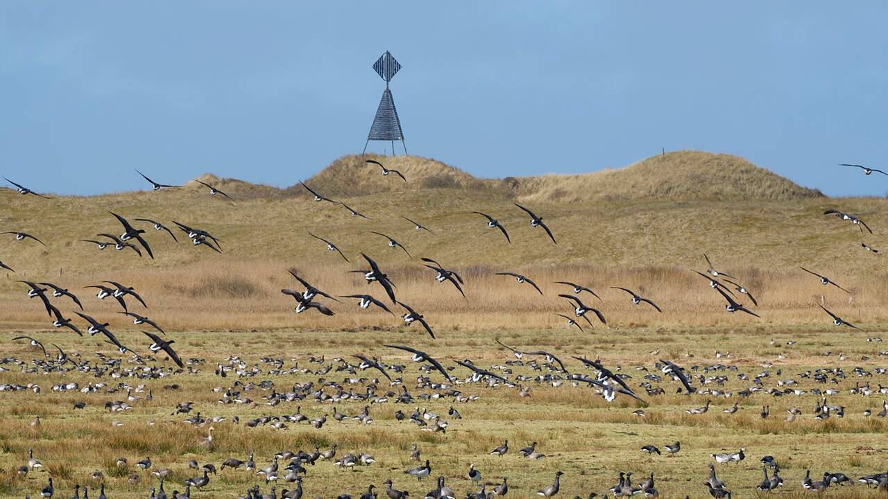 La mer des Wadden, escale et sanctuaire de millions d’oiseaux en migration