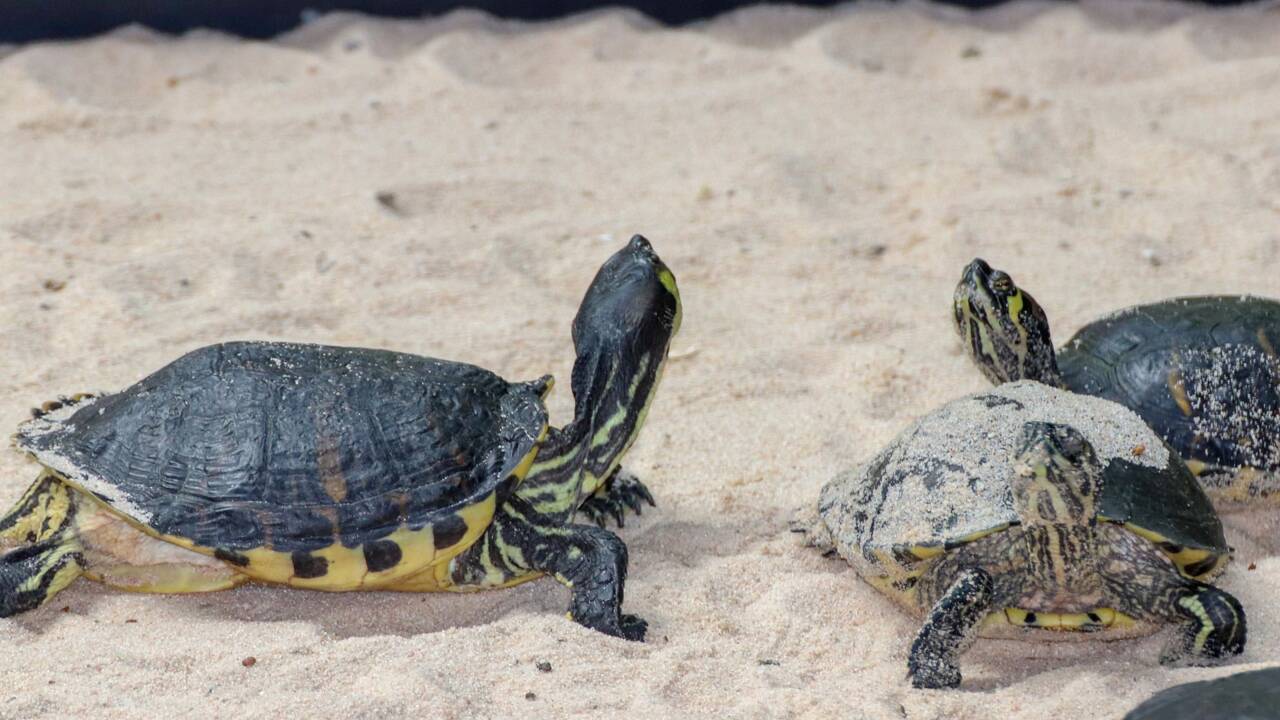 En Floride, le changement climatique empêche la naissance de tortues marines mâles