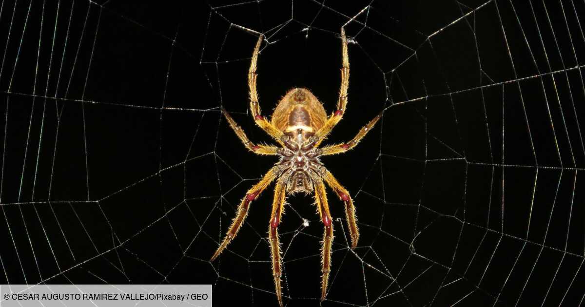Qui est la Mongolarachne jurassica, cette araignée géante du Jurassique ?