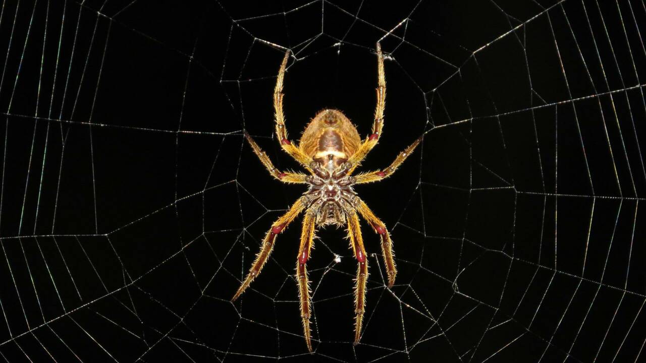 Qui est la Mongolarachne jurassica, cette araignée géante du Jurassique ?