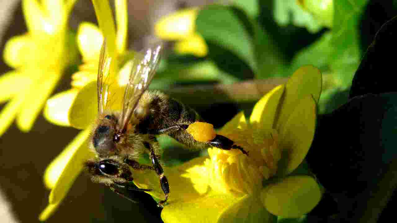 Les fongicides : un véritable danger pour la reproduction des abeilles