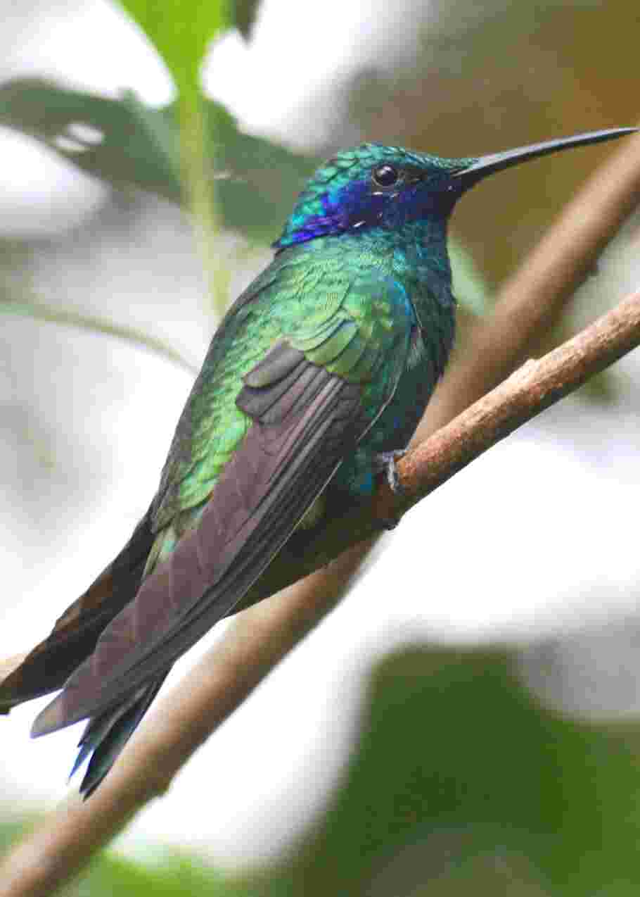 Une espèce de colibri photographiée en Colombie 12 ans après sa " disparition"