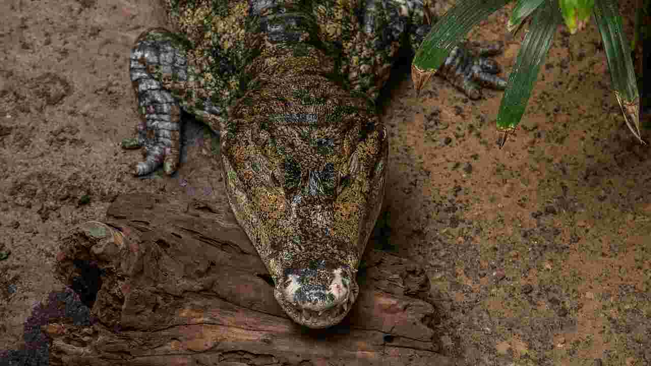 Le zoo de Londres créé une image choc pour alerter les visiteurs sur le risque d’extinction du crocodile du Siam