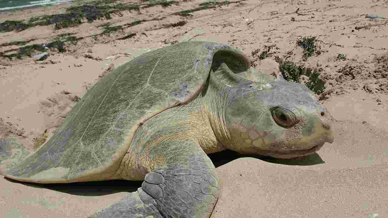 Des tortues de mer ont pondu sur une plage du Mississippi, une première depuis 2018