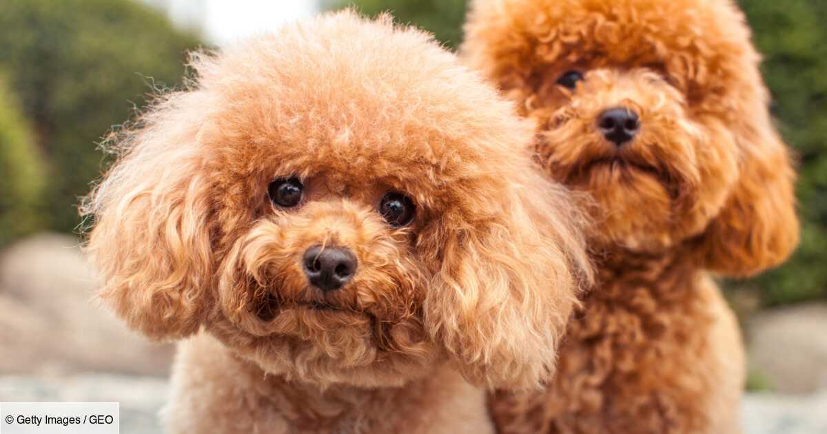 Une vétérinaire révèle le nom des races de chiens qu'elle ne possèdera jamais
