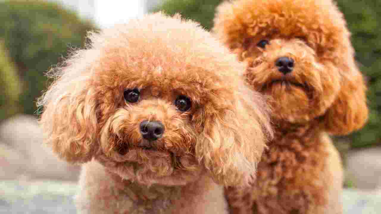 Une vétérinaire révèle le nom des races de chiens qu'elle ne possèdera jamais