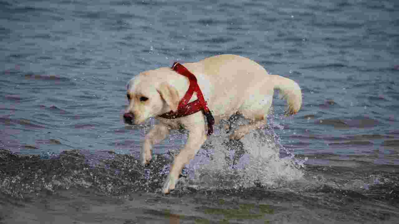 Californie : retour sur la 10e édition de concours de surf canin