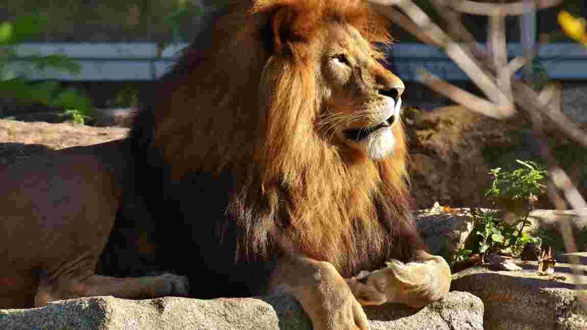 Pakistan : une vente aux enchères de lions annulée