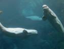 Qui est le béluga, cette baleine blanche surnommée le "canari des mers" ?