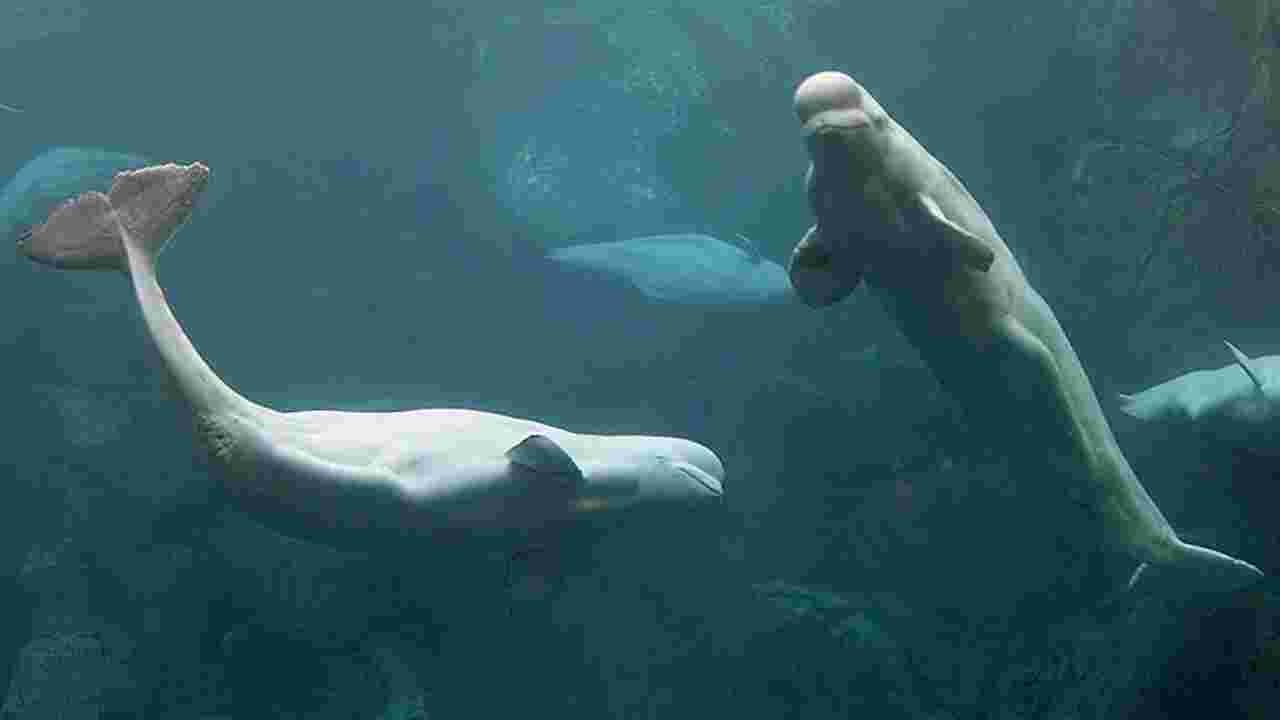 Qui est le béluga, cette baleine blanche surnommée le "canari des mers" ?