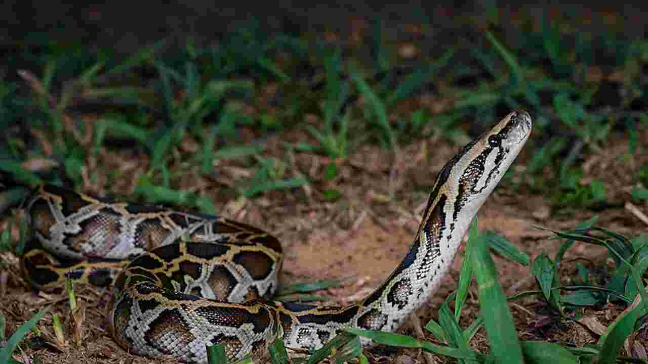 Floride : une compétition pour capturer le plus de serpents géants possible, avec 2500 dollars à gagner