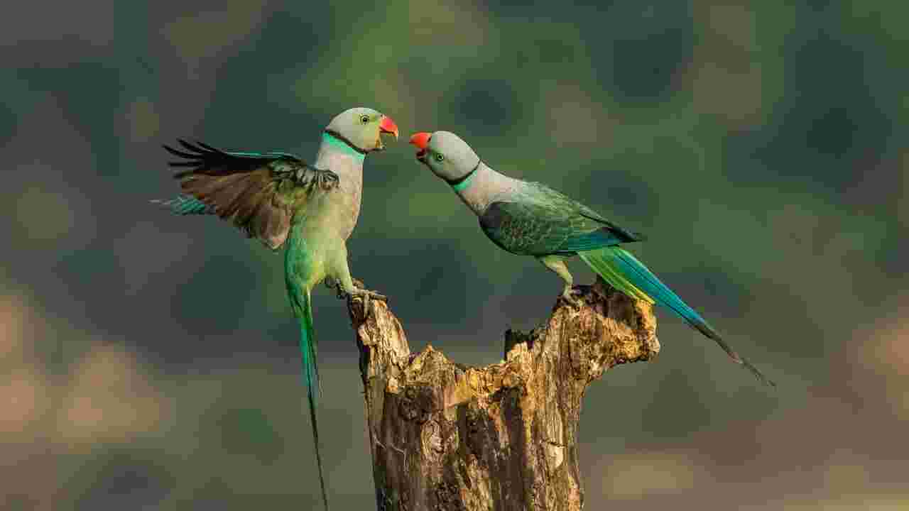 Caracal, perruches et nuits étoilées : les magnifiques photos récompensées en 2022 par le site Nature TTL 