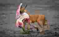 Caracal, parakeets and starry nights: the magnificent photos rewarded in 2022 by the Nature TTL site