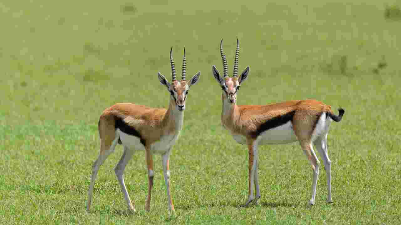 Quelle est la différence entre une gazelle, une antilope et un impala ?