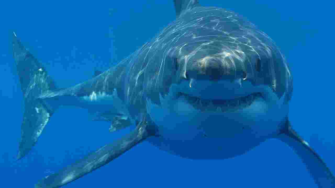 Australie : attaqué par un énorme requin blanc, un adolescent échappe de peu à la mort