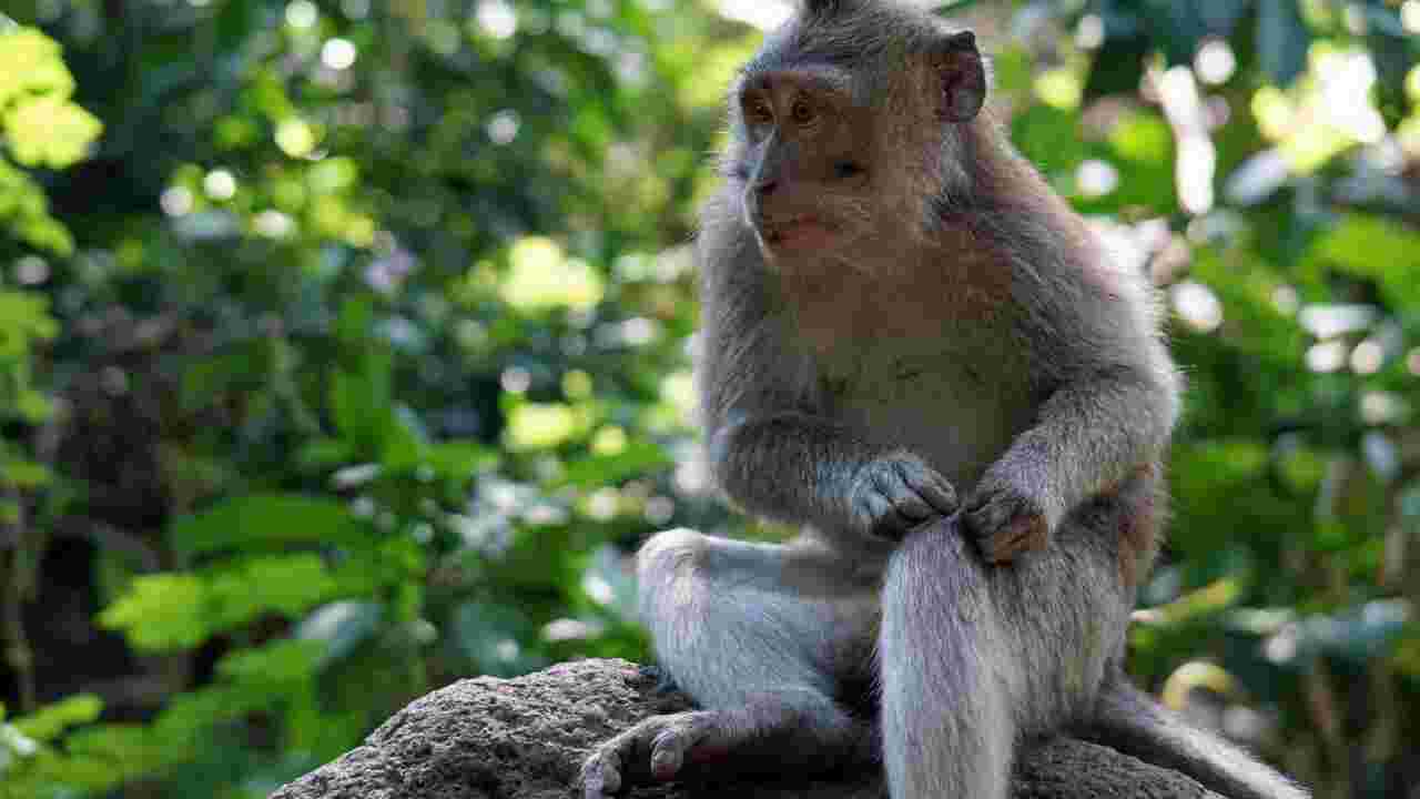À Bali, des singes utilisent des pierres comme sextoy