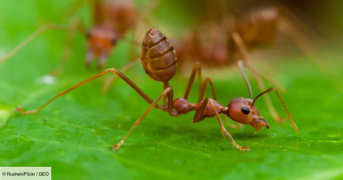 Les fourmis, plus efficaces que les pesticides pour l'agriculture ?