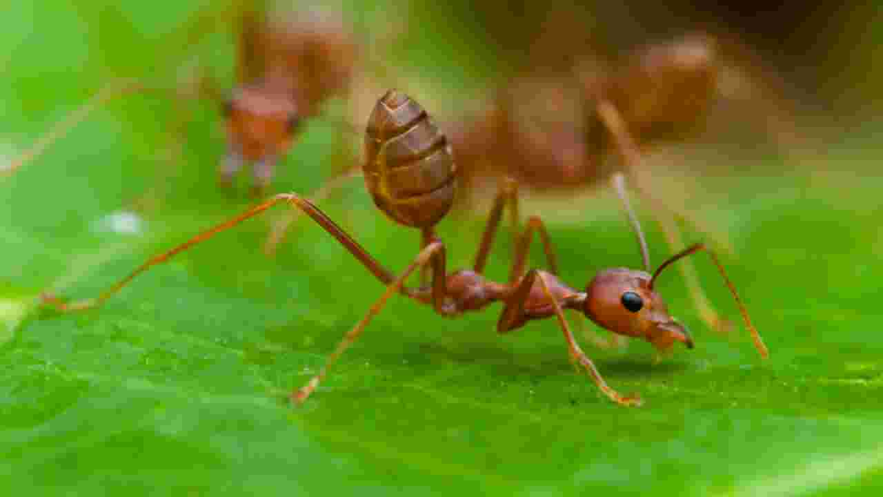 Les fourmis, plus efficaces que les pesticides pour l'agriculture ?