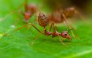 Ants, more effective than agricultural pesticides?