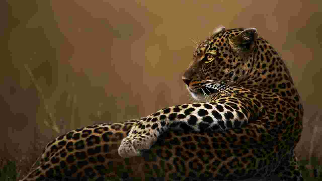 Des tirages photos exceptionnels d'animaux sauvages, vendus au profit de la protection de la faune africaine