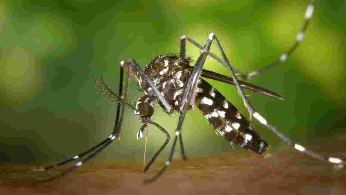 Les moustiques possèdent des "récepteurs de secours" pour continuer à sentir notre odeur corporelle