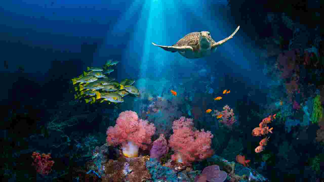 Océans : une étude révèle le rôle majeur du mouvement des continents sur l'évolution de la vie sous-marine