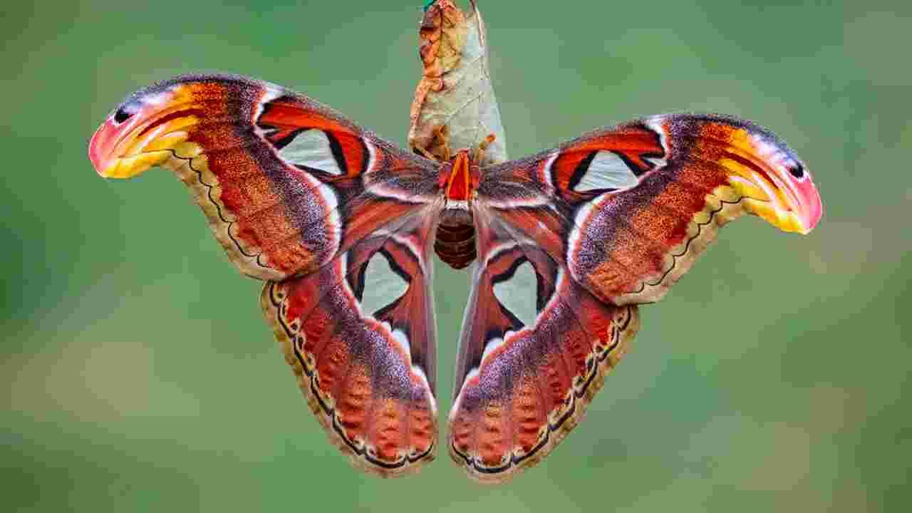 L'un des plus grands papillons au monde observé pour la première fois aux États-Unis