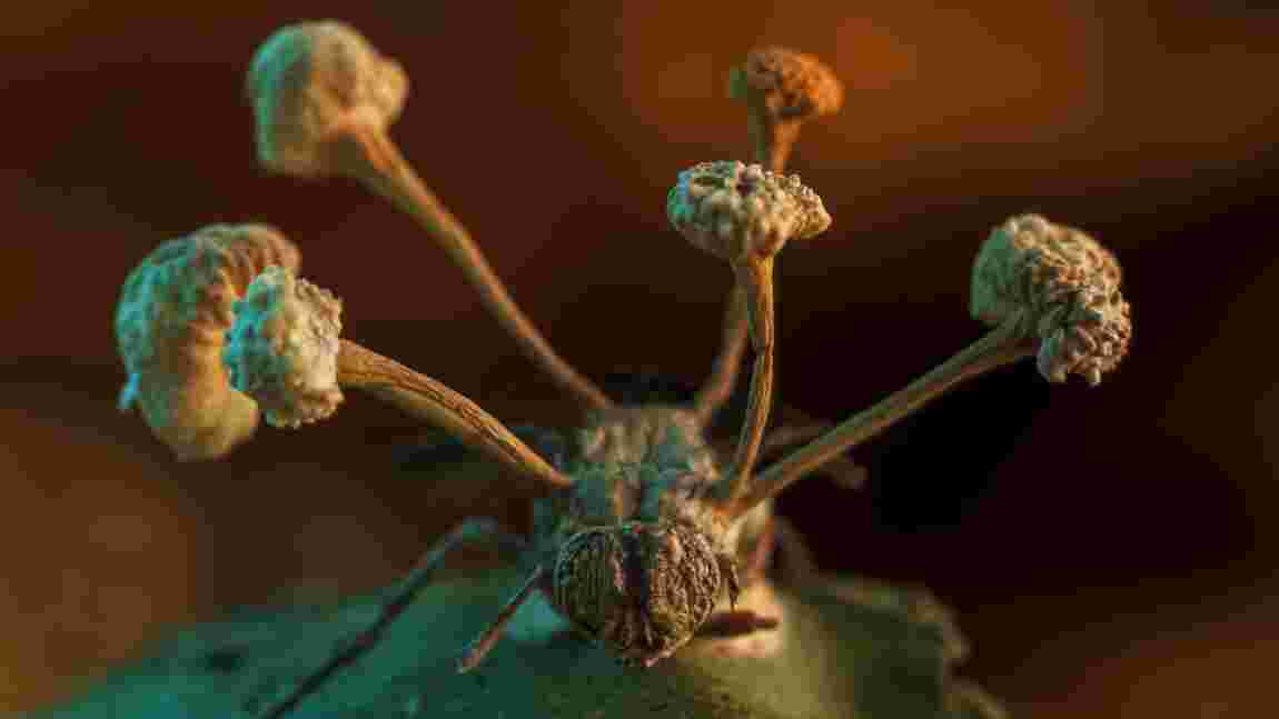 La photo d'une mouche parasitée par un champignon remporte le concours d'une revue scientifique