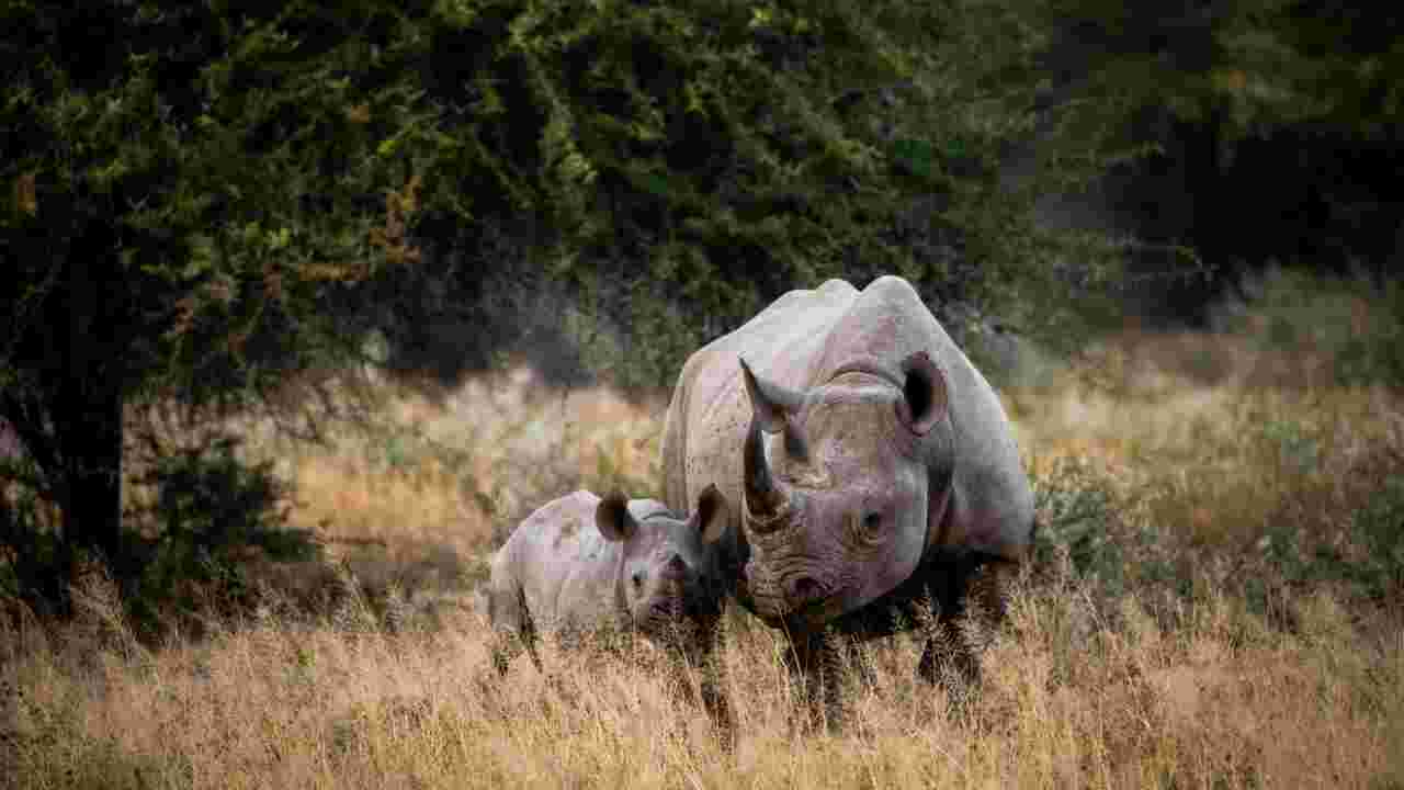 Le braconnage des rhinocéros diminue mais leur survie reste incertaine, annonce l'UICN