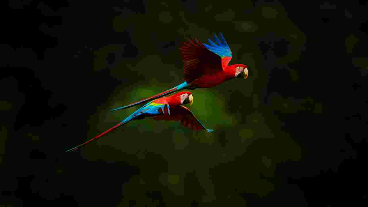 Les oiseaux colorés les plus spectaculaires du monde