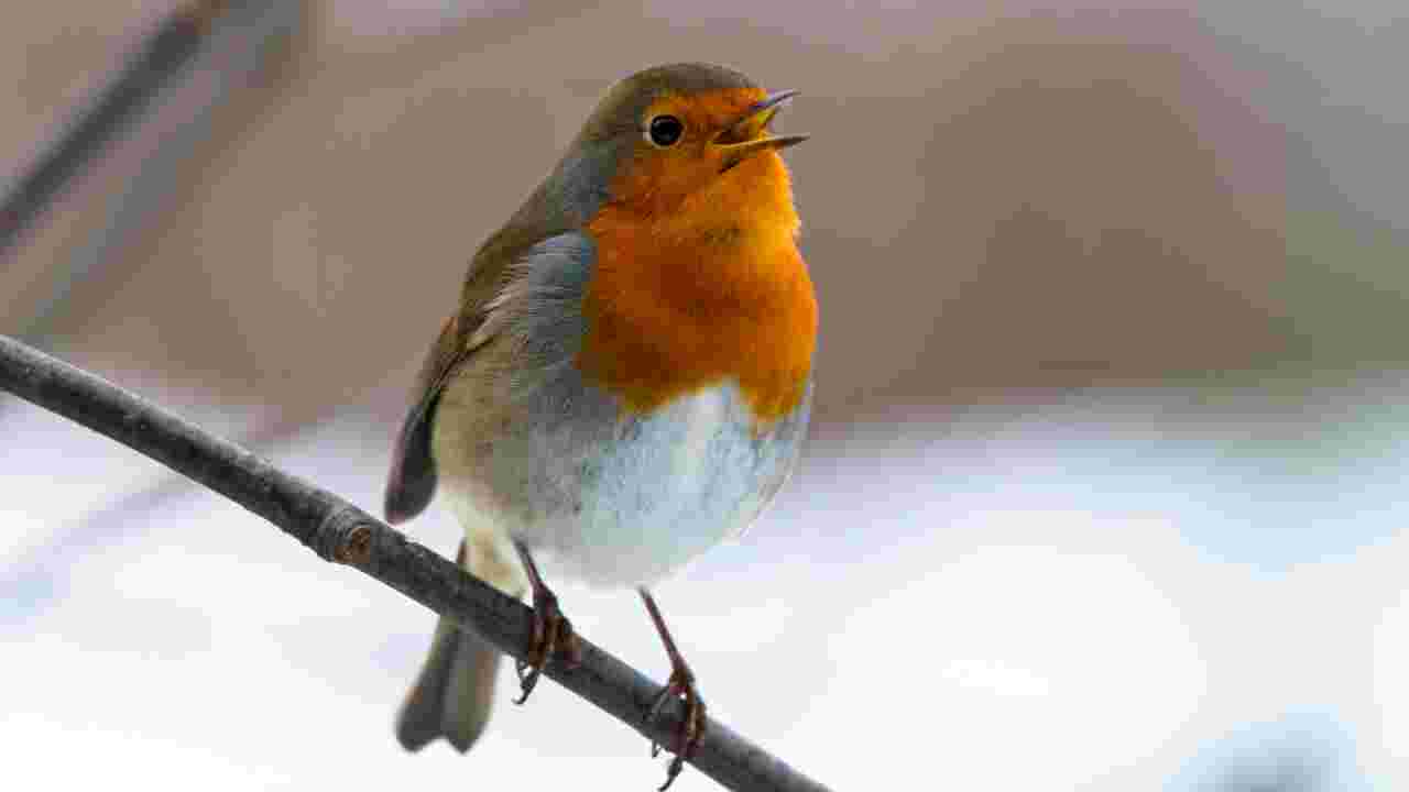 Quels sont les oiseaux chanteurs ?