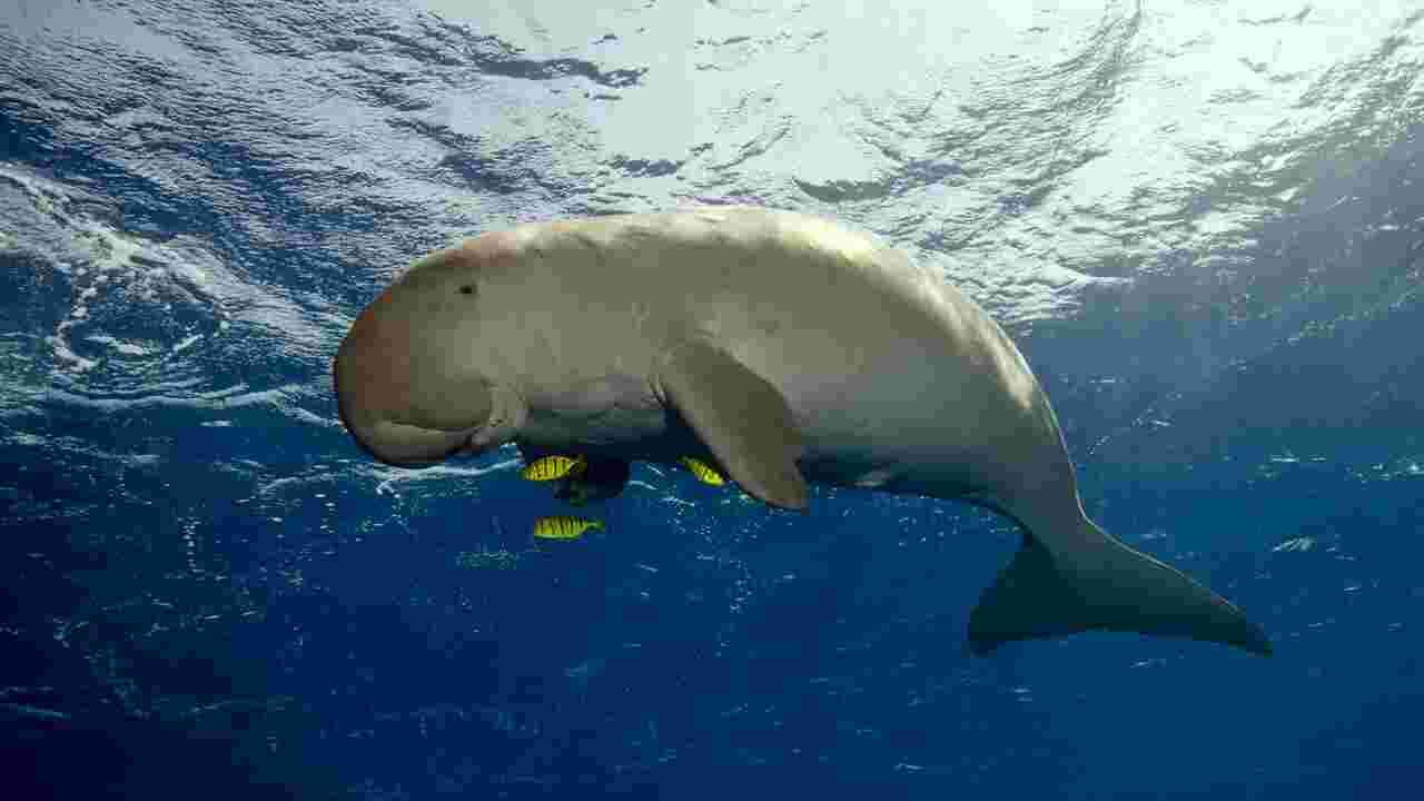 Dugong : la vache de mer a disparu des eaux chinoises, selon une nouvelle étude