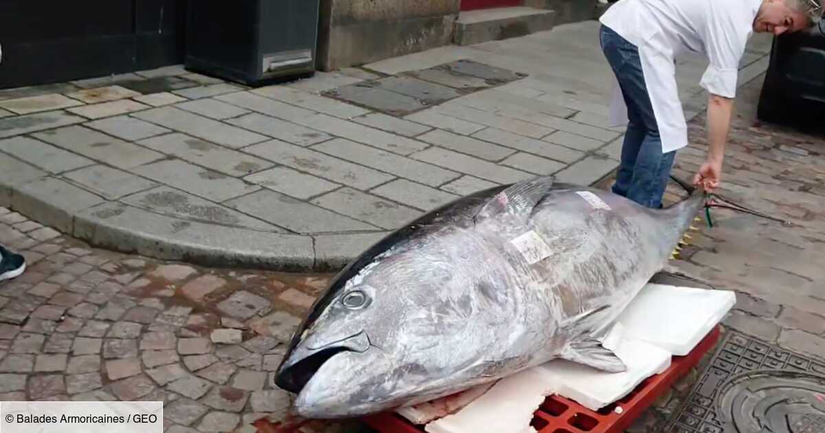 A Brest, un thon rouge de 247,8 kg devient le plus gros poisson jamais