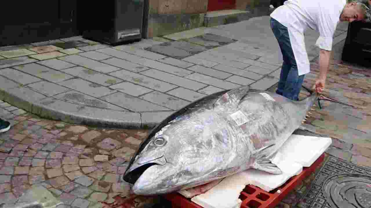 A Brest, un thon rouge de 247,8 kg devient le plus gros poisson jamais pêché en Bretagne