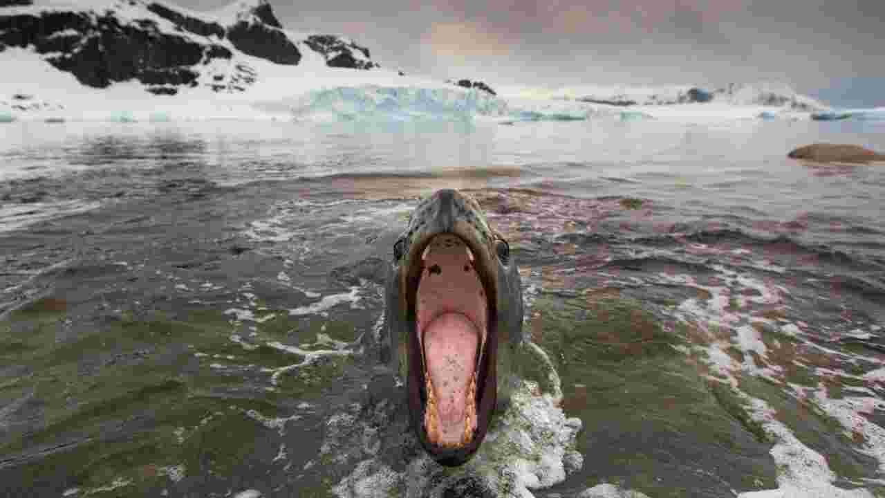 Léopard de mer : pourquoi le prédateur le plus mystérieux de l'Antarctique devrait survivre au changement climatique
