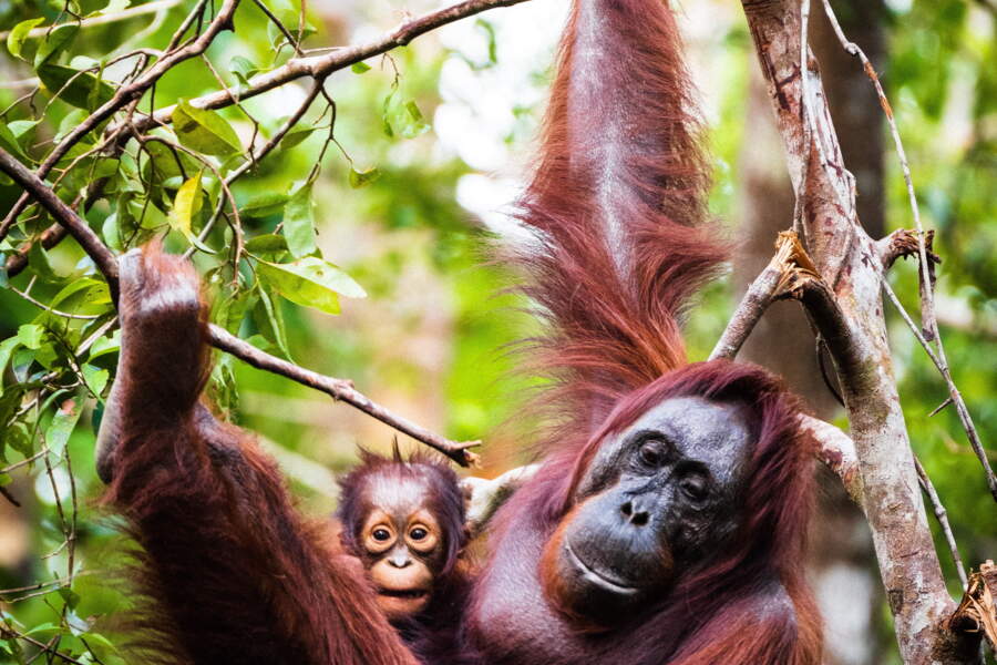 Singe Queue Les 10 singes les plus incroyables et étonnants - GEO