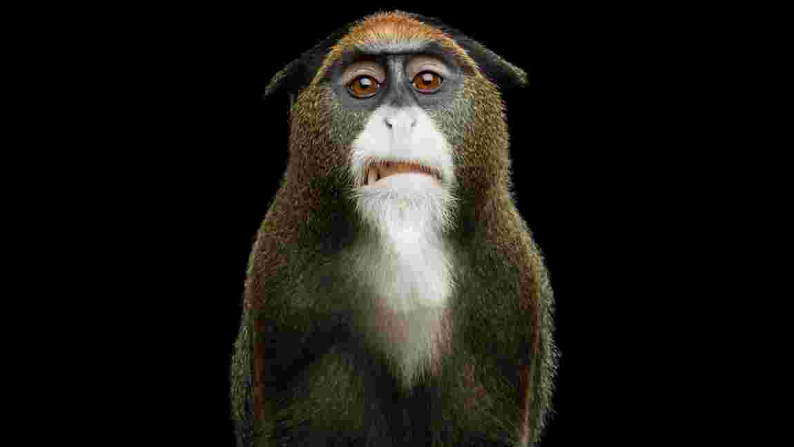 Couleur, barbe, forme du nez : Les 10 singes les plus étonnants et incroyables sur Terre