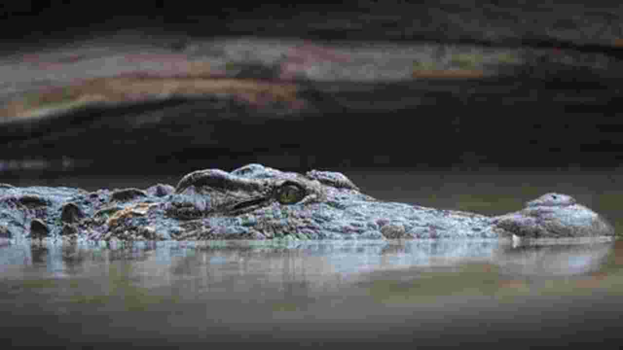 Un alligator cannibale surpris en train de croquer un autre alligator en Floride